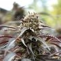 White Runtz Fast V Marijuana Strain by Humboldt Seed Organisation For Sale Online at Cannabis Seeds Outlet