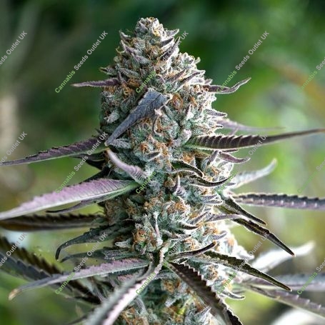 Runtz Fast V Marijuana Strain by Humboldt Seed Organisation For Sale Online at Cannabis Seeds Outlet