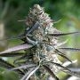 Runtz Fast V Marijuana Strain by Humboldt Seed Organisation For Sale Online at Cannabis Seeds Outlet