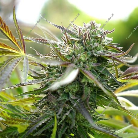 Pineapple Chem Auto Marijuana Strain by Humboldt Seed Organisation For Sale Online at Cannabis Seeds Outlet