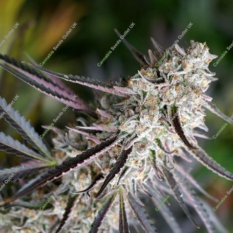 Peanut Butter Breath Fast V Marijuana Strain by Humboldt Seed Organisation For Sale Online at Cannabis Seeds Outlet