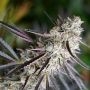 Peanut Butter Breath Fast V Marijuana Strain by Humboldt Seed Organisation For Sale Online at Cannabis Seeds Outlet
