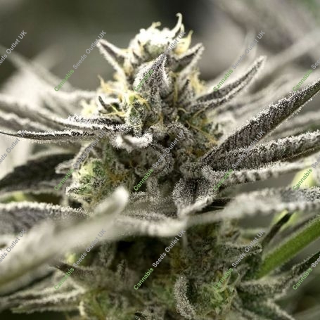 OGKZ Auto Marijuana Strain by Humboldt Seed Organisation For Sale Online at Cannabis Seeds Outlet