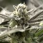 OGKZ Auto Marijuana Strain by Humboldt Seed Organisation For Sale Online at Cannabis Seeds Outlet