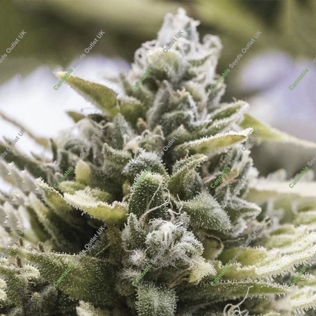OG Kush Auto Feminized Marijuana Strain by Humboldt Seed Company For Sale Online at Cannabis Seeds Outlet