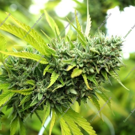 Mango OG Auto Marijuana Strain by Humboldt Seed Organisation For Sale Online at Cannabis Seeds Outlet