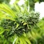Mango OG Auto Marijuana Strain by Humboldt Seed Organisation For Sale Online at Cannabis Seeds Outlet
