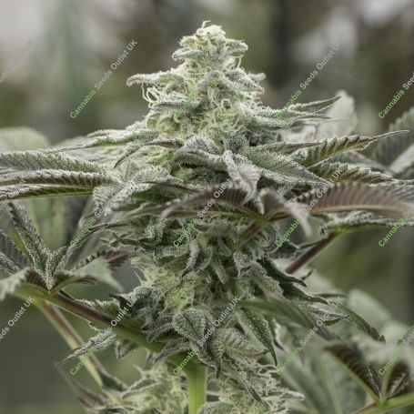 Lemon Citron Marijuana Strain by Humboldt Seed Organisation For Sale Online at Cannabis Seeds Outlet