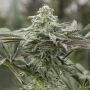 Lemon Citron Marijuana Strain by Humboldt Seed Organisation For Sale Online at Cannabis Seeds Outlet