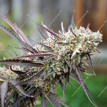 Ice Cream Cake Fast Marijuana Strain by Humboldt Seed Organisation For Sale Online at Cannabis Seeds Outlet