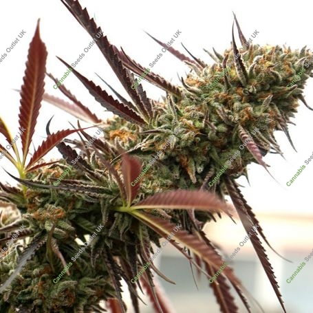Ghost of NYC Marijuana Strain by Humboldt Seed Organisation For Sale Online at Cannabis Seeds Outlet