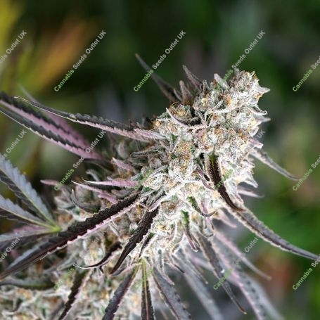 Florida Gaspack Marijuana Strain by Humboldt Seed Organisation For Sale Online at Cannabis Seeds Outlet