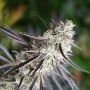 Florida Gaspack Marijuana Strain by Humboldt Seed Organisation For Sale Online at Cannabis Seeds Outlet