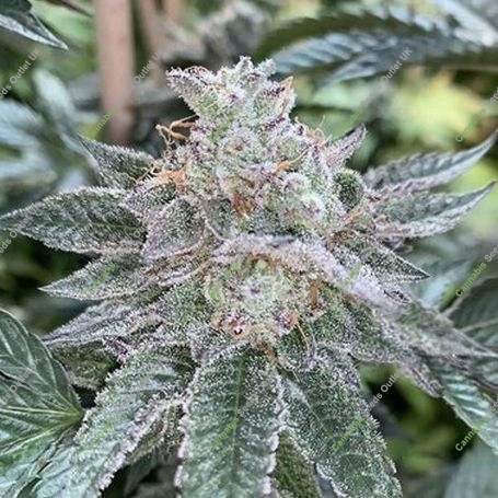 Cinnamon Buddha OG Marijuana Strain by Humboldt Seed Organisation For Sale Online at Cannabis Seeds Outlet