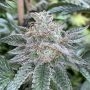 Cinnamon Buddha OG Marijuana Strain by Humboldt Seed Organisation For Sale Online at Cannabis Seeds Outlet
