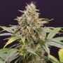 Chocolate Mint OG Auto Marijuana Strain by Humboldt Seed Organisation For Sale Online at Cannabis Seeds Outlet