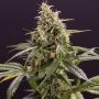 Chem Bomb Auto Marijuana Strain by Humboldt Seed Organisation For Sale Online at Cannabis Seeds Outlet