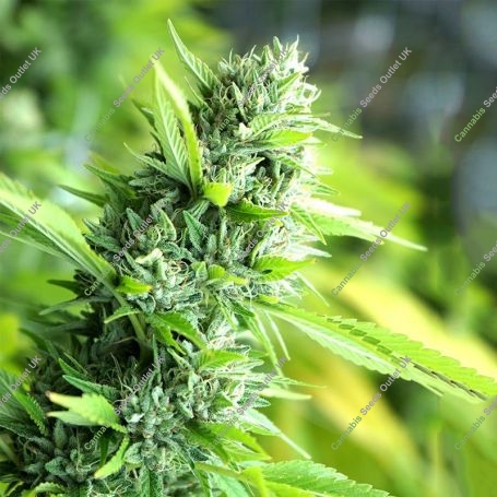 Banana Sapphire Marijuana Strain by Humboldt Seed Organisation For Sale Online at Cannabis Seeds Outlet