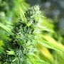 Banana Sapphire Marijuana Strain by Humboldt Seed Organisation For Sale Online at Cannabis Seeds Outlet