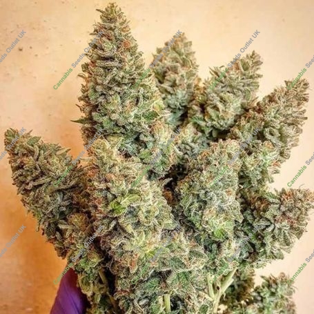 Lord Kush Feminized Marijuana Strain by Delicious Seeds For Sale Online at Cannabis Seeds Outlet