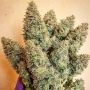 Lord Kush Feminized Marijuana Strain by Delicious Seeds For Sale Online at Cannabis Seeds Outlet