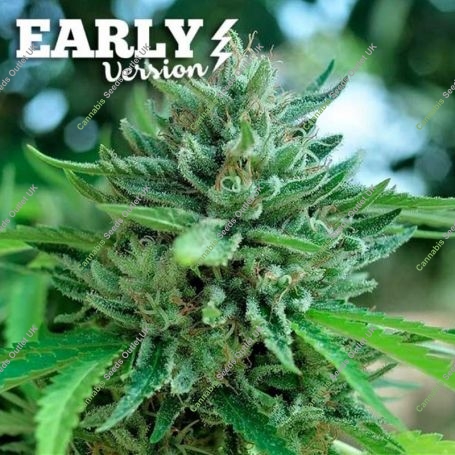 Cookies Fast V Delicious Marijuana Strain by Delicious Seeds For Sale Online at Cannabis Seeds Outlet