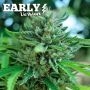 Cookies Fast V Delicious Marijuana Strain by Delicious Seeds For Sale Online at Cannabis Seeds Outlet