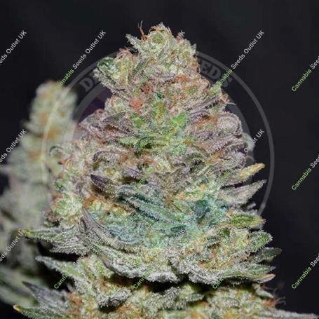 Cookies Auto Feminized Marijuana Strain by Delicious Seeds For Sale Online at Cannabis Seeds Outlet