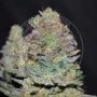 Cookies Auto Feminized Marijuana Strain by Delicious Seeds For Sale Online at Cannabis Seeds Outlet