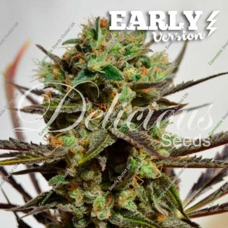 Cotton Candy Kush Fast V Marijuana Strain by Delicious Seeds For Sale Online at Cannabis Seeds Outlet