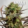 Cotton Candy Kush Fast V Marijuana Strain by Delicious Seeds For Sale Online at Cannabis Seeds Outlet