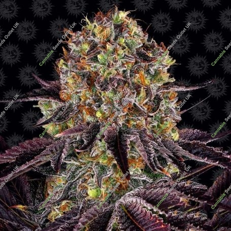 Runtz x Layer Cake Feminized Marijuana Strain by Barneys Farm For Sale Online at Cannabis Seeds Outlet