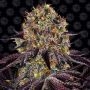 Runtz x Layer Cake Feminized Marijuana Strain by Barneys Farm For Sale Online at Cannabis Seeds Outlet
