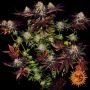 Barneys Farm Runtz x Layer Cake Smoke Buds Weed Ganja Skunk Dope Pot Images Pics Nuggets