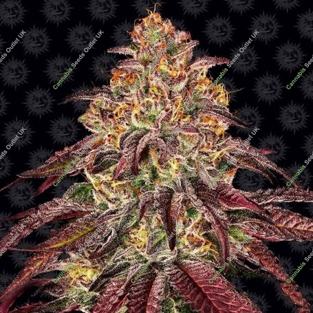 Mimosa Orange Punch Auto Marijuana Strain by Barneys Farm For Sale Online at Cannabis Seeds Outlet