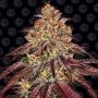 Mimosa Orange Punch Auto Marijuana Strain by Barneys Farm For Sale Online at Cannabis Seeds Outlet