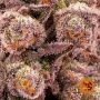 Barneys Farm Mimosa Orange Punch Auto Smoke Buds Weed Ganja Skunk Dope Pot Images Pics Nuggets