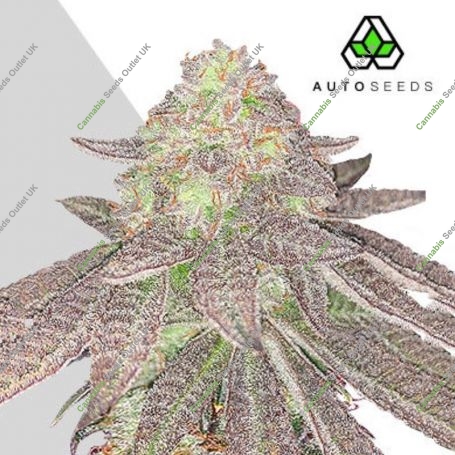 Rainbow Glue Auto Feminized Marijuana Strain by Auto Seeds For Sale Online at Cannabis Seeds Outlet