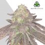 Rainbow Glue Auto Feminized Marijuana Strain by Auto Seeds For Sale Online at Cannabis Seeds Outlet