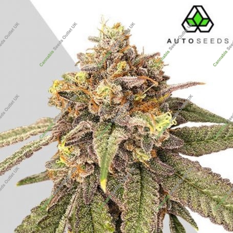 Pink Runtz Auto Marijuana Strain by Auto Seeds For Sale Online at Cannabis Seeds Outlet