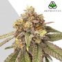 Pink Runtz Auto Marijuana Strain by Auto Seeds For Sale Online at Cannabis Seeds Outlet