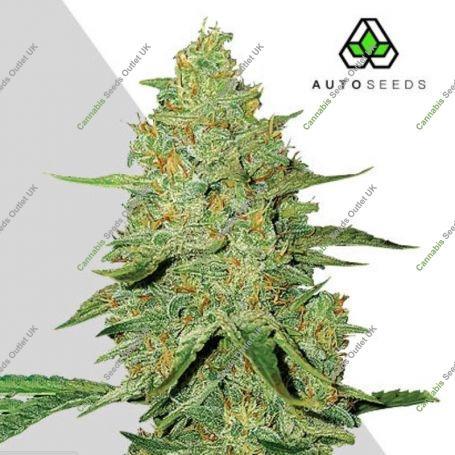 Acapulco Gold Auto Feminized Marijuana Strain by Auto Seeds For Sale Online at Cannabis Seeds Outlet
