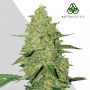 Acapulco Gold Auto Feminized Marijuana Strain by Auto Seeds For Sale Online at Cannabis Seeds Outlet