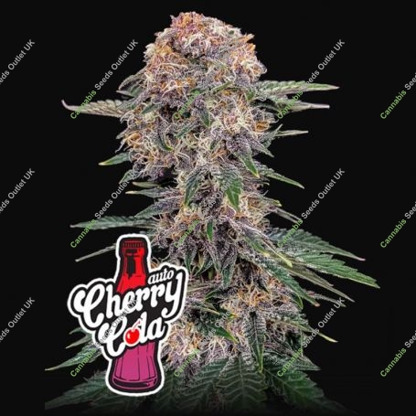 Cherry Cola Auto 420 Marijuana Strain by Fast Buds For Sale Online at Cannabis Seeds Outlet