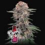 Cherry Cola Auto 420 Marijuana Strain by Fast Buds For Sale Online at Cannabis Seeds Outlet