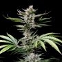 Fast Buds Cannabis Strain Cherry Cola Auto 420 Marijuana Seeds Original Collector Souvenir Authentic Packaging Packs