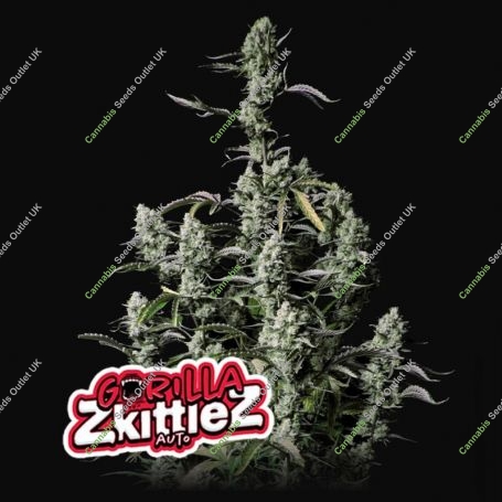 Gorilla Zkittlez Auto Marijuana Strain by Fast Buds For Sale Online at Cannabis Seeds Outlet