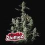 Gorilla Zkittlez Auto Marijuana Strain by Fast Buds For Sale Online at Cannabis Seeds Outlet