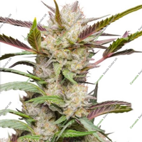 Mimosa Punch Auto Feminized Marijuana Strain by Dutch Passion For Sale Online at Cannabis Seeds Outlet