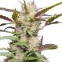 Mimosa Punch Auto Feminized Marijuana Strain by Dutch Passion For Sale Online at Cannabis Seeds Outlet
